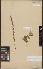 Foto von Salix triandra L. x Salix viminalis L.